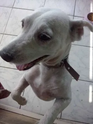 Cachorro raça buldo 4 idade 3 anos nome micha