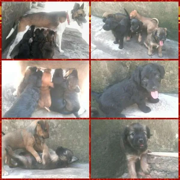 Cachorro ra a  idade Abaixo de 2 meses nome Filhotinhos