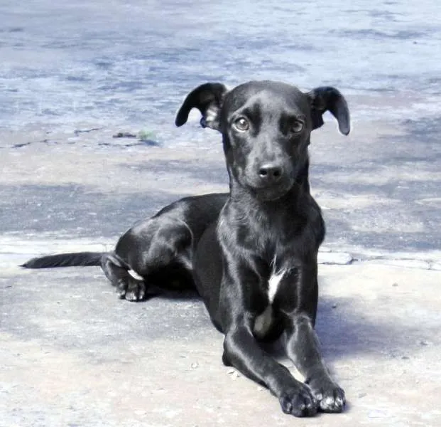 Cachorro ra a Vira Lata idade 7 a 11 meses nome Neguinho