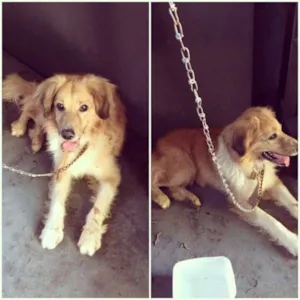 Cachorro raça srd idade 7 a 11 meses nome sem nome
