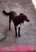 pretinho