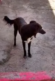 Cachorro raça indefinida idade 2 anos nome pretinho