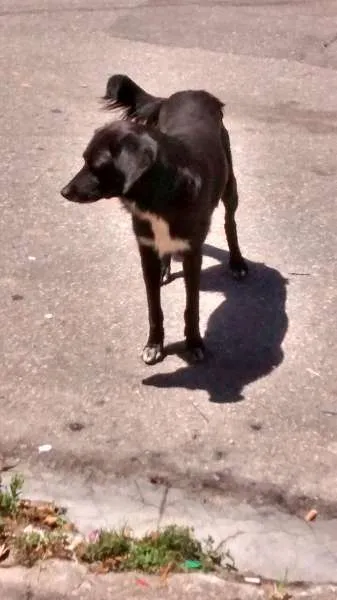Cachorro raça indefinida idade 2 anos nome pretinho
