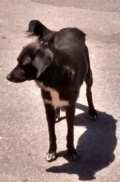 Cachorro raça indefinida idade 2 anos nome pretinho