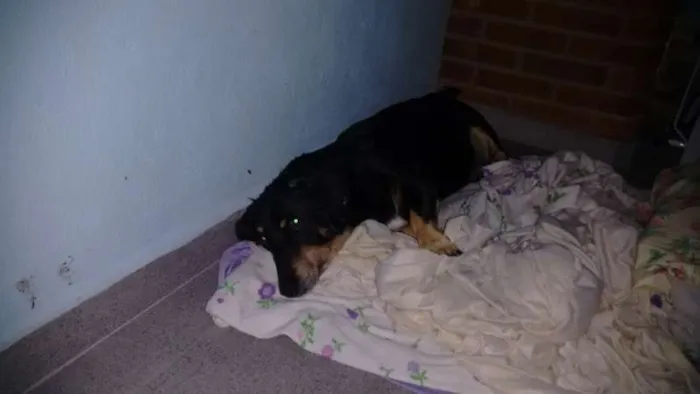 Cachorro ra a basset idade 6 ou mais anos nome Pacheco