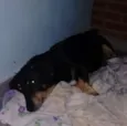 Pacheco