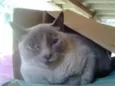 CACAU