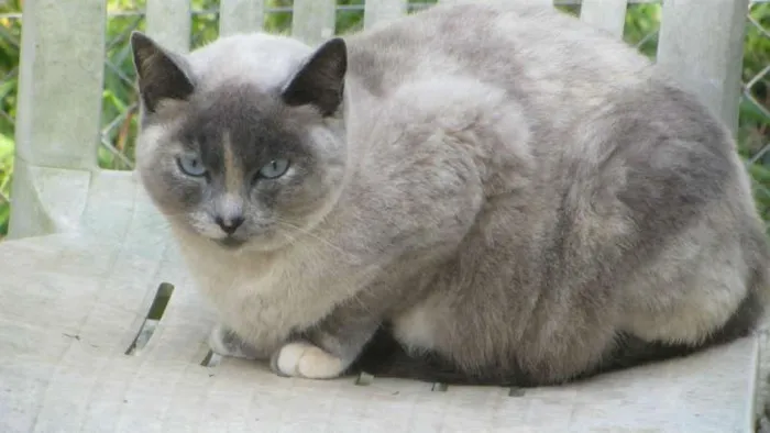 Gato ra a SIAMES idade 2 anos nome CACAU