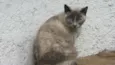CACAU