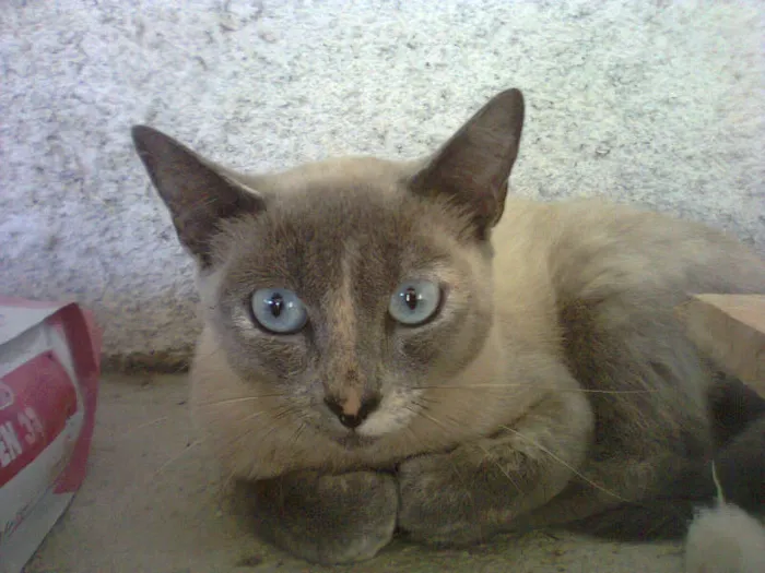 Gato ra a SIAMES idade 2 anos nome CACAU