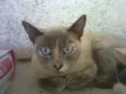 CACAU