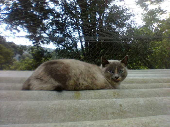 Gato ra a SIAMES idade 2 anos nome CACAU