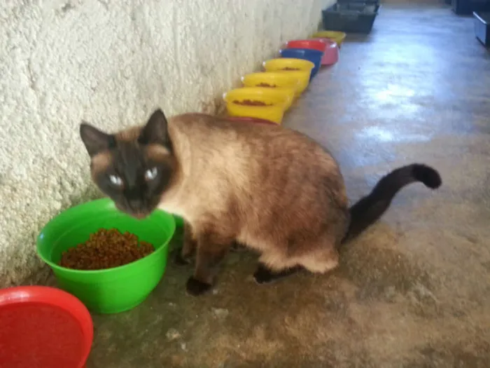 Gato ra a SIAMES idade 2 anos nome CHOCOLATE