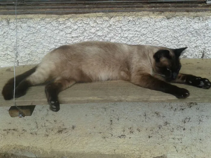 Gato ra a SIAMES idade 2 anos nome CHOCOLATE