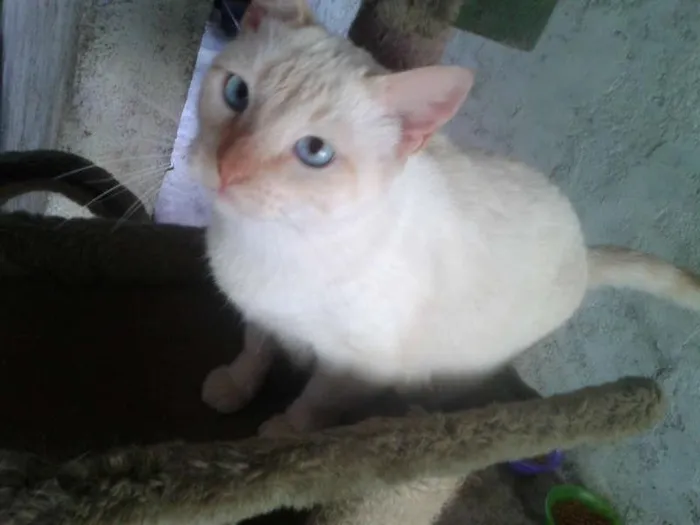 Gato ra a SIAMES RED POJNT idade 2 anos nome BENTO