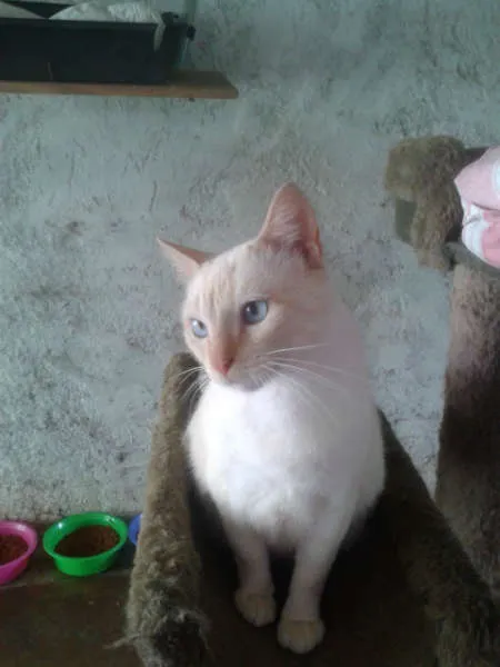 Gato ra a SIAMES RED POJNT idade 2 anos nome BENTO