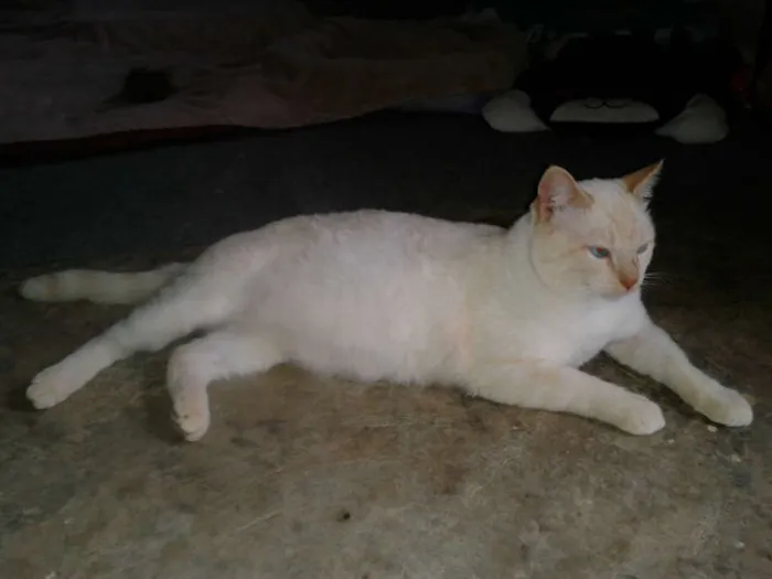Gato ra a SIAMES RED POJNT idade 2 anos nome BENTO