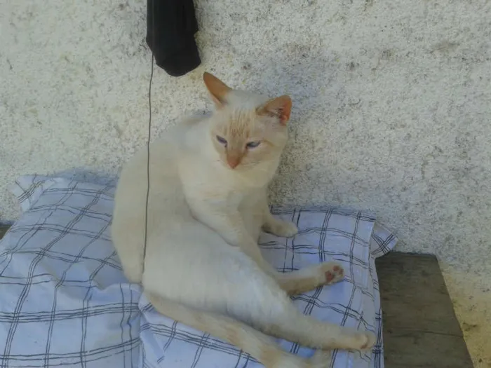 Gato ra a SIAMES RED POJNT idade 2 anos nome BENTO