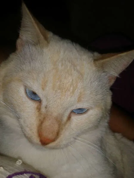 Gato ra a SIAMES RED POJNT idade 2 anos nome BENTO