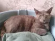 CANELA