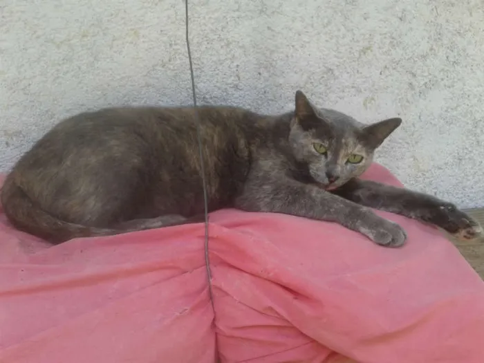 Gato ra a SIAMES idade 2 anos nome CANELA
