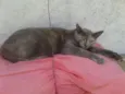 CANELA