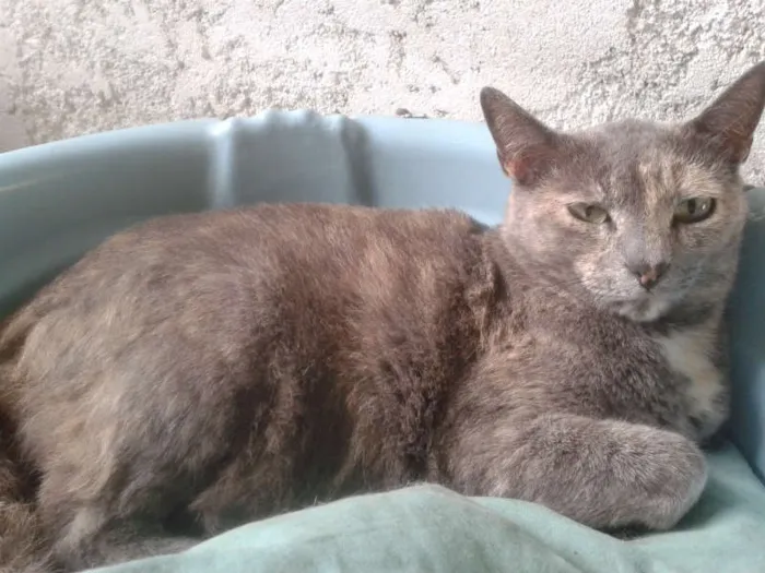 Gato ra a SIAMES idade 2 anos nome CANELA