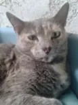 CANELA