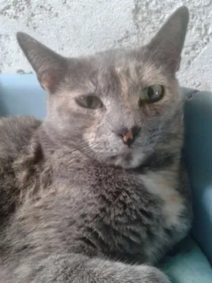 Gato raça SIAMES idade 2 anos nome CANELA
