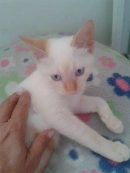 Gato ra a Siamês RED POINT idade 2 a 6 meses nome EMILIA