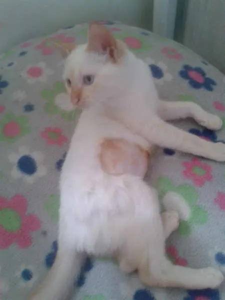 Gato ra a Siamês RED POINT idade 2 a 6 meses nome EMILIA