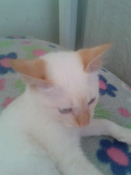Gato ra a Siamês RED POINT idade 2 a 6 meses nome EMILIA