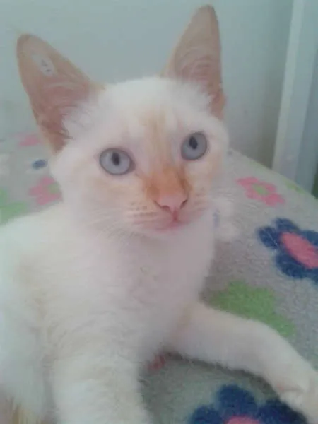 Gato ra a Siamês RED POINT idade 2 a 6 meses nome EMILIA