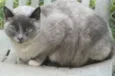 CACAU