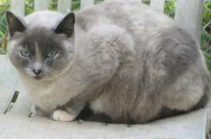 Gato raça SIAMES idade 2 anos nome CACAU
