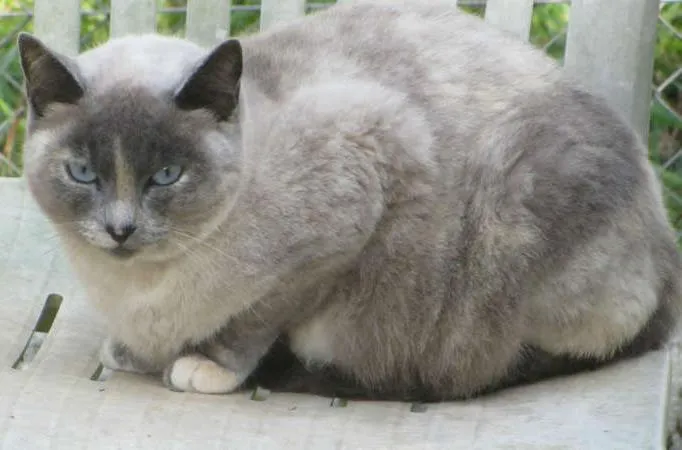 Gato ra a SIAMES idade 2 anos nome CACAU