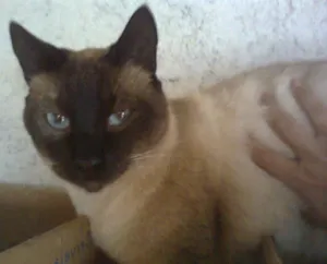 Gato raça SIAMES idade 2 anos nome CHOCOLATE