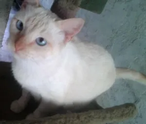 Gato raça SIAMES RED POJNT idade 2 anos nome BENTO