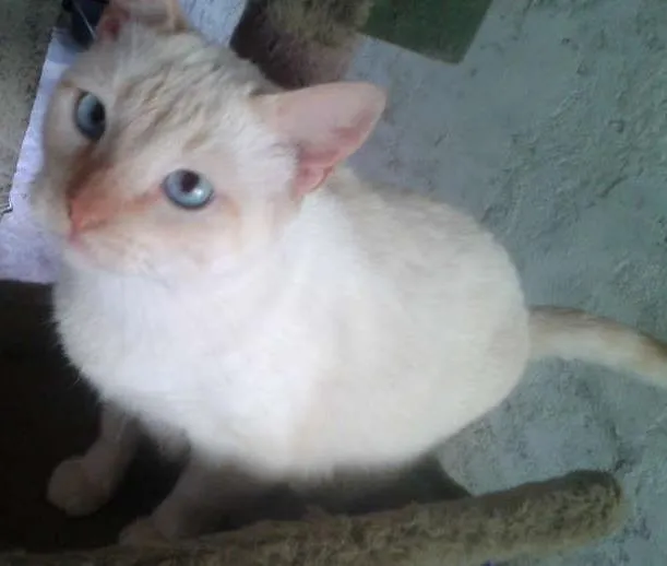Gato ra a SIAMES RED POJNT idade 2 anos nome BENTO