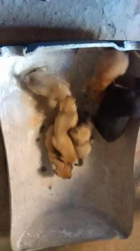 Cachorro raça vira-lata idade 2 a 6 meses nome não possue