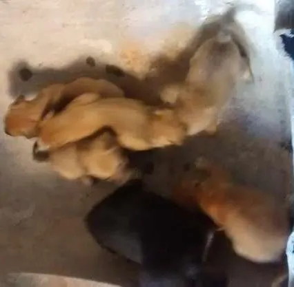 Cachorro raça vira-lata idade 2 a 6 meses nome não possue