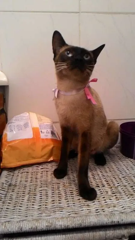 Gato ra a Siamês  idade 7 a 11 meses nome Pandora