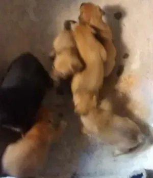 Cachorro raça vira-lata idade 2 a 6 meses nome não possue