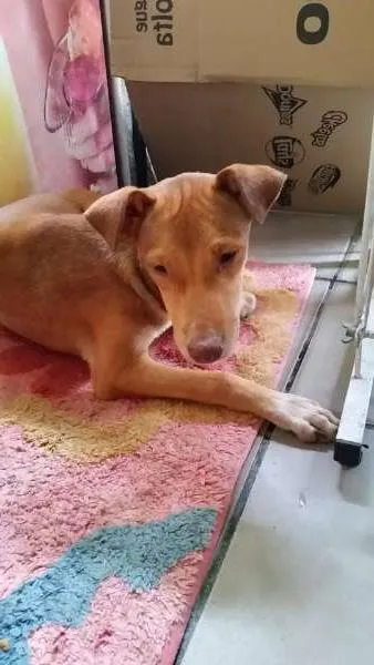 Cachorro ra a SRD idade 7 a 11 meses nome AMARELINHA