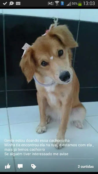 Cachorro ra a  idade 7 a 11 meses nome mel