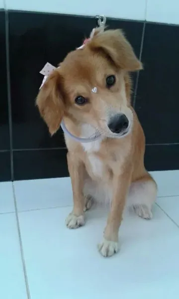 Cachorro ra a  idade 7 a 11 meses nome mel