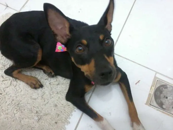Cachorro ra a SRD idade 2 anos nome Amora