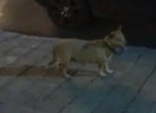 Cachorro ra a SRD idade 6 ou mais anos nome sem nome