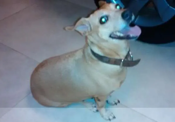 Cachorro ra a SRD idade 6 ou mais anos nome sem nome