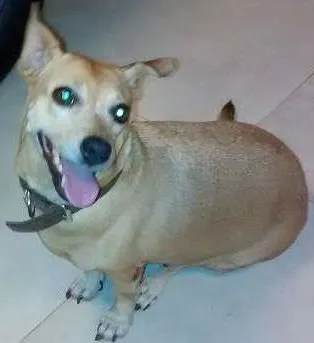 Cachorro ra a SRD idade 6 ou mais anos nome sem nome